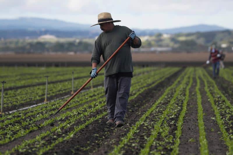 Read more about the article Advocates call attention to pandemic’s wrath on ‘essential’ farmworkers