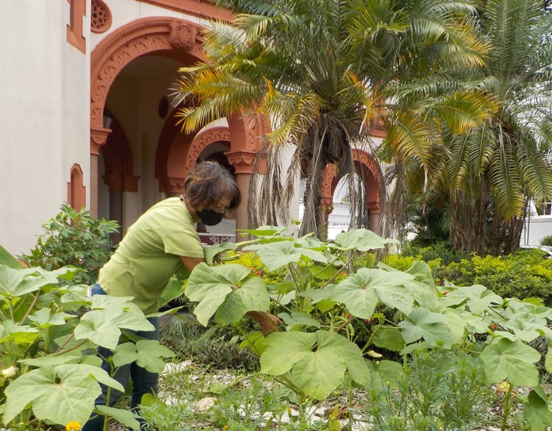 Read more about the article Church in Trinidad advocates planting crops to boost food security