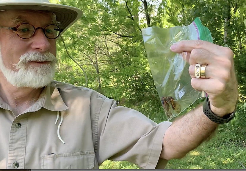 Read more about the article Brood X cicadas don’t bug this Ohio Catholic university cicada expert