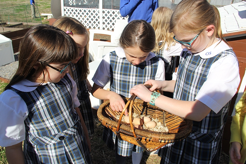 Read more about the article Overbrook Catholic’s mini-farm provides ‘a lively backyard’